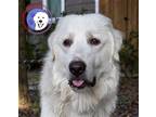 Adopt Aqua a Great Pyrenees / Mixed dog in Portland, OR (38810579)