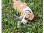 Adopt Ruby a White - with Red, Golden, Orange or Chestnut Beagle / Mixed dog in