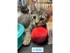 Adopt Bono and Frank Zappa: Rock Star Kittens a Gray or Blue (Mostly) Domestic