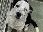Adopt AUDI a White - with Black Mixed Breed (Medium) / Mixed dog in Santa Fe