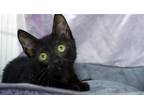 Adopt Precious a All Black Domestic Shorthair / Mixed (short coat) cat in