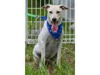 Adopt Pluto a White - with Tan, Yellow or Fawn Labrador Retriever / Mixed dog in