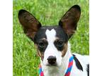 Adopt Oliver a Tricolor (Tan/Brown & Black & White) Jack Russell Terrier /
