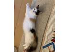 Adopt Margie Margot a Calico or Dilute Calico Domestic Mediumhair / Mixed