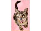 Adopt BeBe a Spotted Tabby/Leopard Spotted Domestic Shorthair (short coat) cat