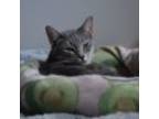 Adopt Cloud a Gray or Blue Domestic Shorthair (short coat) cat in Leavenworth