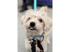 Adopt Teddy a Poodle, Havanese