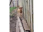 Adopt Ni a Red/Golden/Orange/Chestnut Vizsla / Mixed dog in Poland