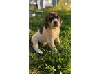 Adopt Bagel a Beagle / Mixed dog in Poland, IN (38750994)