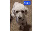 Adopt Casper a Poodle, Bichon Frise