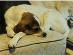 Adopt Quiche a Beagle / Mixed dog in Poland, IN (38750993)