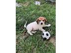 Adopt Juice a Beagle / Mixed dog in Poland, IN (38750990)