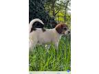 Adopt Gravy a Beagle / Mixed dog in Poland, IN (38751044)