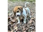 Adopt Poptart a Beagle / Mixed dog in Poland, IN (38751043)