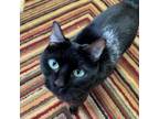 Adopt Alex a Black (Mostly) Domestic Shorthair (short coat) cat in Leavenworth