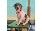 Adopt Fleur a Labrador Retriever / Mixed Breed (Medium) / Mixed dog in Macon