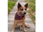 Adopt Redd a Australian Cattle Dog / Blue Heeler