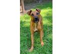Adopt Lana a Red/Golden/Orange/Chestnut - with White Boxer / Black Mouth Cur /
