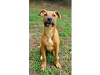 Adopt Lanny a Red/Golden/Orange/Chestnut - with Black Boxer / Black Mouth Cur /