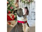 Adopt Duke a Pit Bull Terrier / Mixed dog in Sheboygan, WI (38748703)