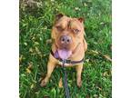 Adopt Luna a American Pit Bull Terrier / Mixed dog in Sheboygan, WI (38730332)