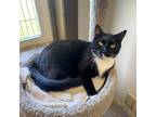Adopt Ebenezer a All Black Domestic Mediumhair / Mixed cat in Port Washington