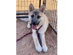 Adopt Chance a Shiba Inu