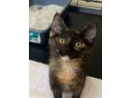 Adopt Crepe a Tortoiseshell Domestic Shorthair / Mixed (short coat) cat in Brea