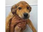 Adopt Jean a Mixed Breed (Medium) / Mixed dog in Rancho Santa Fe, CA (38856912)