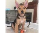 Adopt Athena a Mixed Breed (Medium) / Mixed dog in Rancho Santa Fe