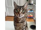 Adopt Shira a Domestic Shorthair / Mixed cat in Brooklyn, NY (38866450)