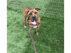 Adopt Boss a Brindle Boxer / American Pit Bull Terrier / Mixed dog in Bloomfield
