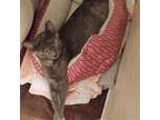 Adopt Luna a Tortoiseshell Domestic Shorthair / Mixed (short coat) cat in