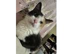 Adopt Checkers a Calico or Dilute Calico American Shorthair / Mixed (short coat)