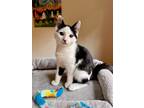 Adopt CHERRI a Black & White or Tuxedo Domestic Shorthair (short coat) cat in