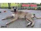 Adopt Gypsy Rose a Tan/Yellow/Fawn Pit Bull Terrier / Mixed dog in Oak Ridge