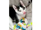 Adopt JACKSON a Black & White or Tuxedo Domestic Shorthair (short coat) cat in