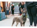 Adopt Arya Stark a Brown/Chocolate - with Black German Shepherd Dog dog in
