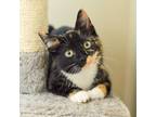 Adopt Egg a Tortoiseshell Domestic Shorthair (short coat) cat in North Babylon