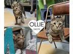 Adopt Ollie a Gray, Blue or Silver Tabby Domestic Shorthair / Mixed (short coat)