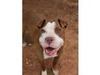 Adopt SPATULA a Red/Golden/Orange/Chestnut American Pit Bull Terrier / Mixed dog