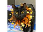 Adopt Lucy a All Black Domestic Shorthair / Mixed (short coat) cat in Batavia