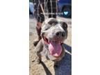 Adopt Kronk a Gray/Blue/Silver/Salt & Pepper Staffordshire Bull Terrier /