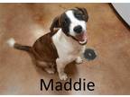 Adopt Maddie a Brindle Jack Russell Terrier / Boxer / Mixed dog in Mountain