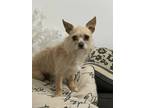 Adopt Max a Norwich Terrier