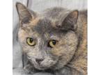 Adopt Bee Bee a Tortoiseshell Domestic Shorthair / Mixed (short coat) cat in