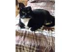 Adopt Mittens a Black & White or Tuxedo Domestic Shorthair (short coat) cat in