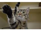 Adopt Stormie a Domestic Shorthair / Mixed (short coat) cat in Lancaster