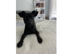Adopt Miney a Black - with White Terrier (Unknown Type, Medium) / Mixed dog in