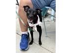 Adopt Dee a Black - with White Terrier (Unknown Type, Small) / Miniature